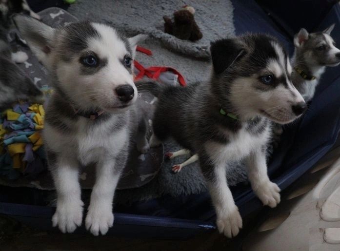 Wunderschöne Siberian Husky Welpen suchen ein gutes Zuhause