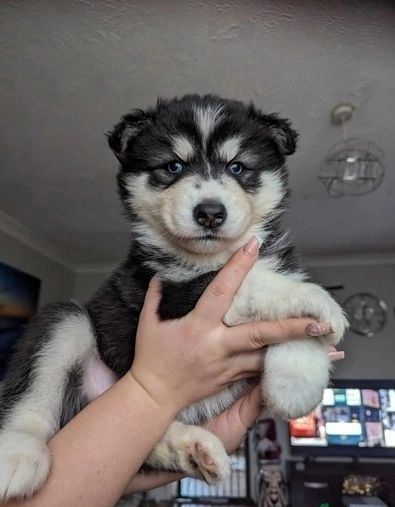 Wunderschöne Siberian Husky Welpen suchen ein gutes Zuhause