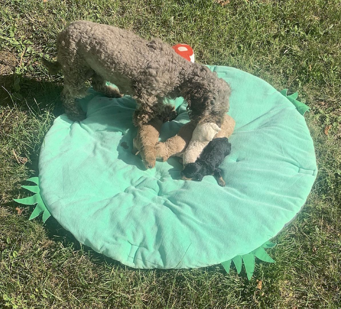 Havapoo Welpen Doodle F1b Verpaarung.  Abgabe ab Ende August