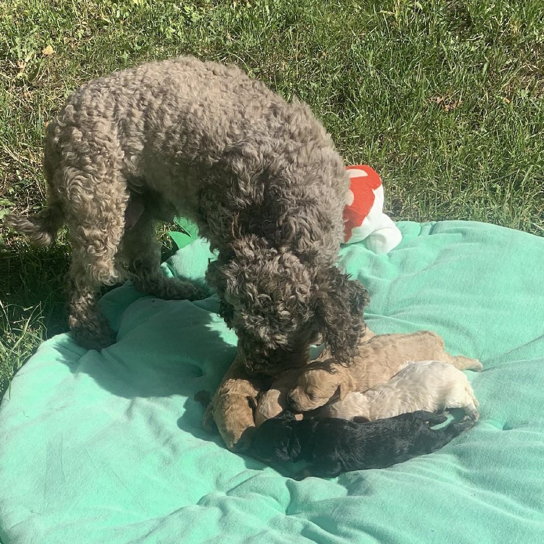 Havapoo Welpen Doodle F1b Verpaarung.  Abgabe ab Ende August