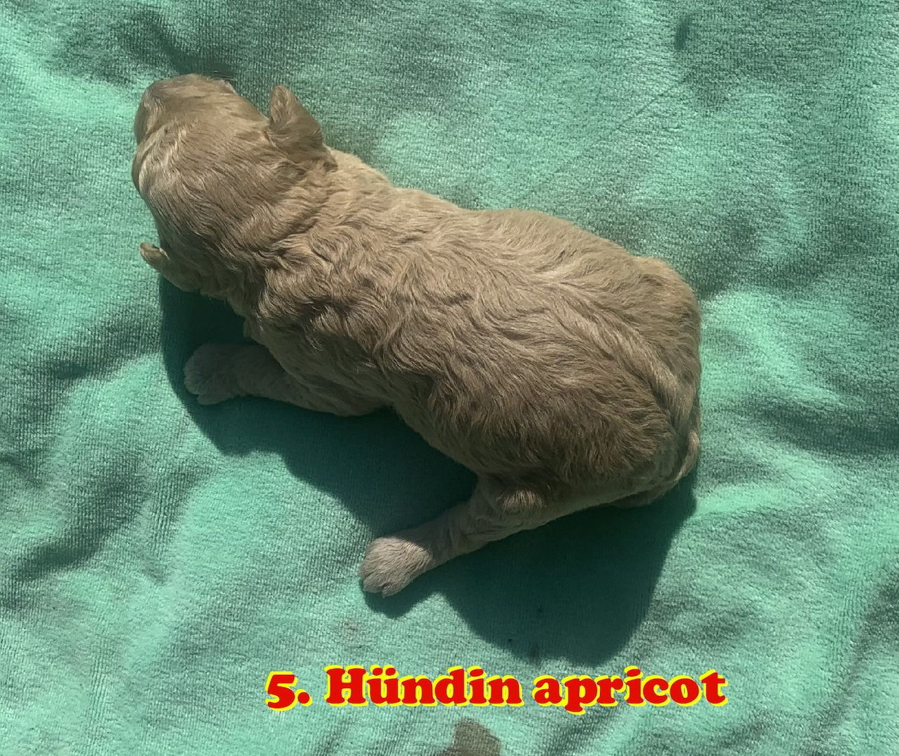 Havapoo Welpen Doodle F1b Verpaarung.  Abgabe ab Ende August