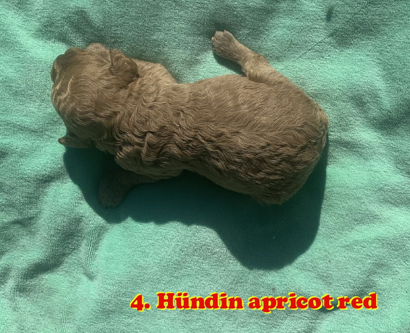 Havapoo Welpen Doodle F1b Verpaarung.  Abgabe ab Ende August