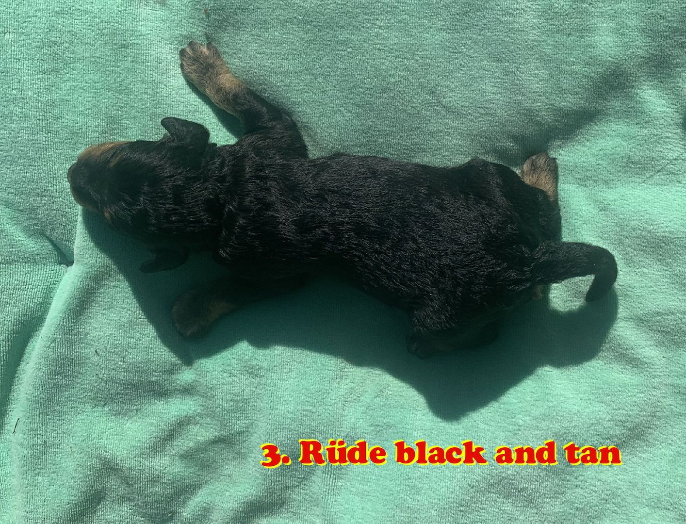 Havapoo Welpen Doodle F1b Verpaarung.  Abgabe ab Ende August