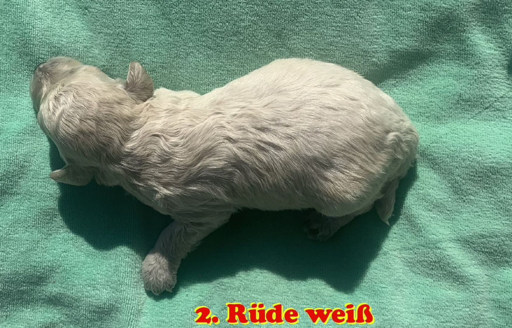 Havapoo Welpen Doodle F1b Verpaarung.  Abgabe ab Ende August