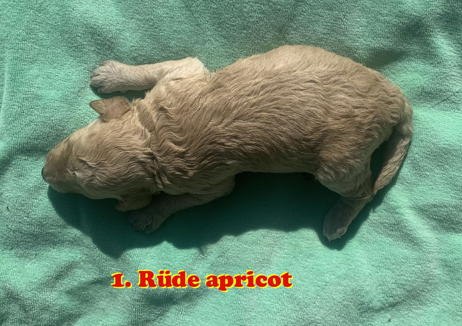 Havapoo Welpen Doodle F1b Verpaarung.  Abgabe ab Ende August