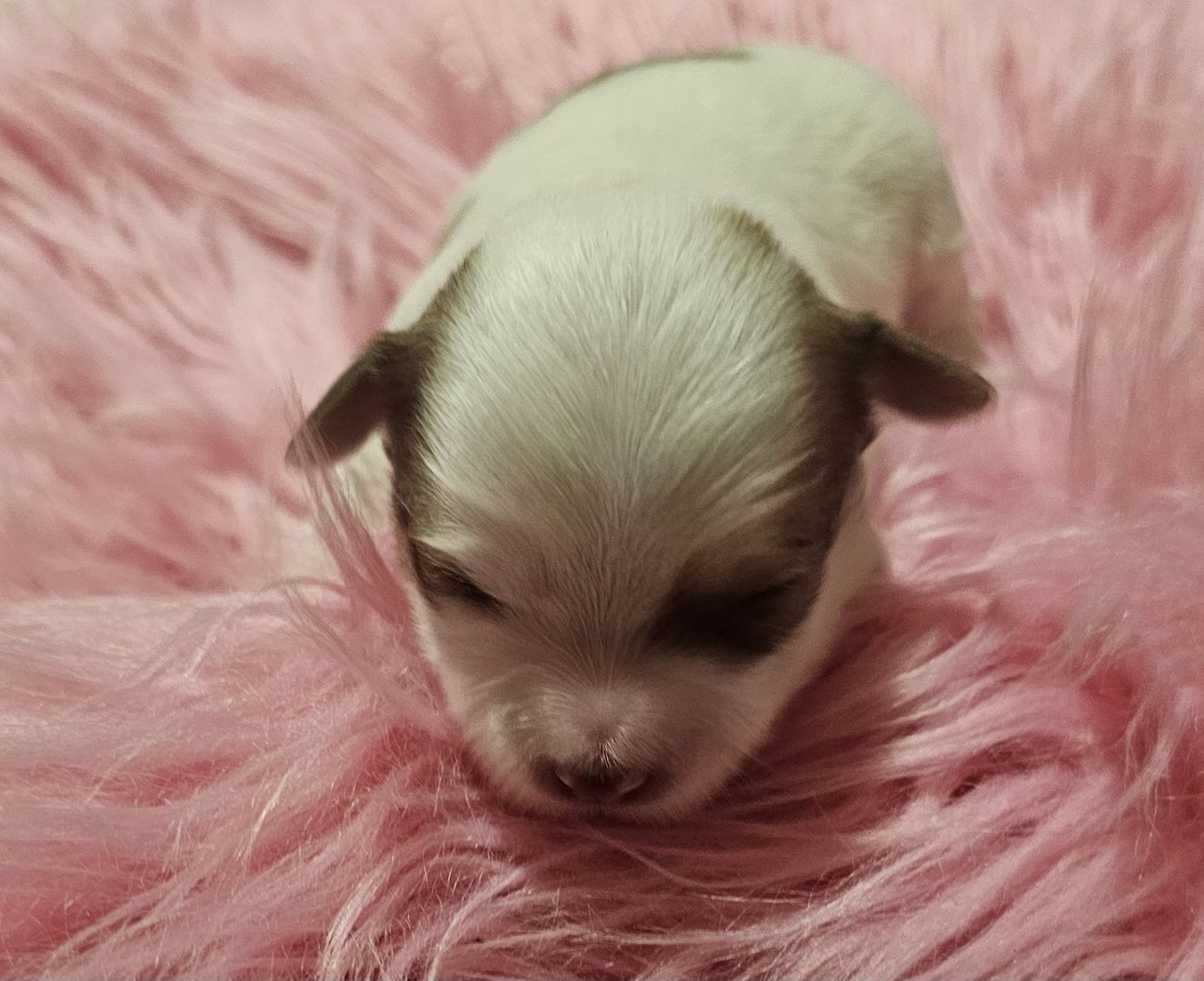 Chihuahua welpen 4💙💙💙💙