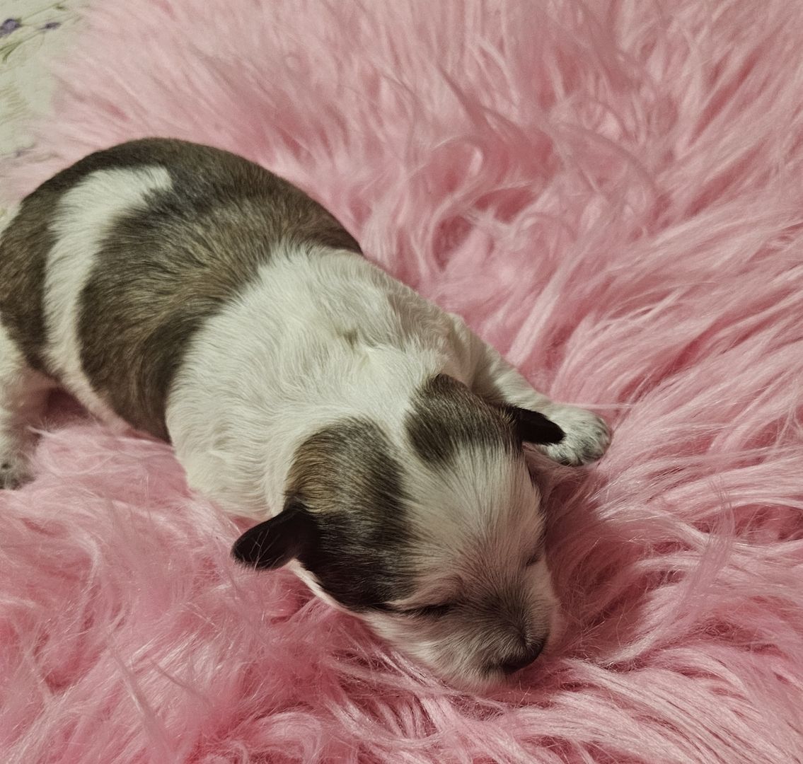 Chihuahua welpen 4💙💙💙💙