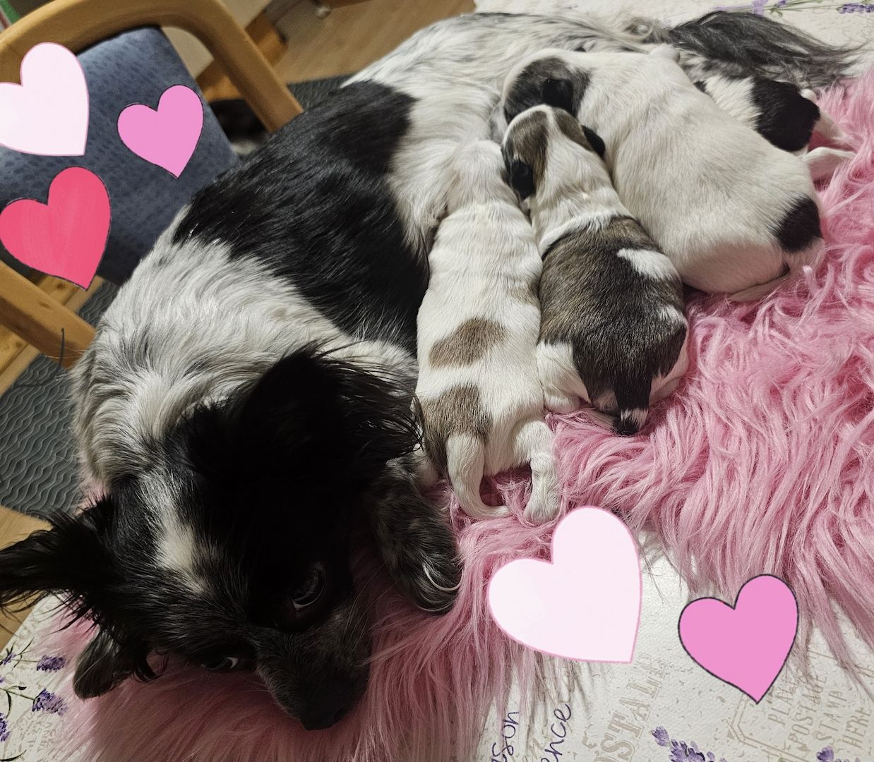 Chihuahua welpen 4💙💙💙💙