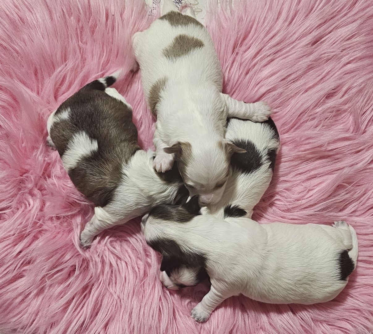 Chihuahua welpen 4💙💙💙💙