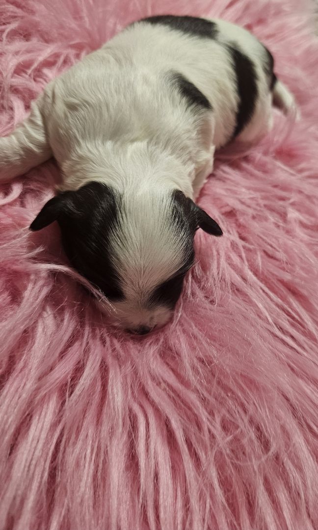 Chihuahua welpen 4💙💙💙💙