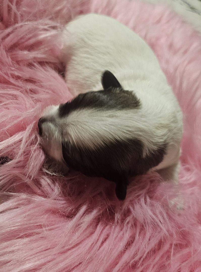 Chihuahua welpen 4💙💙💙💙