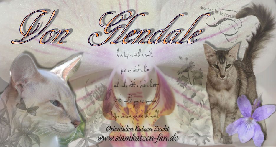 Orientalen Zucht "Von Glendale"