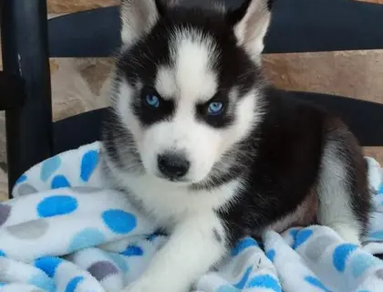 Siberian Husky Welpen zu verkaufen