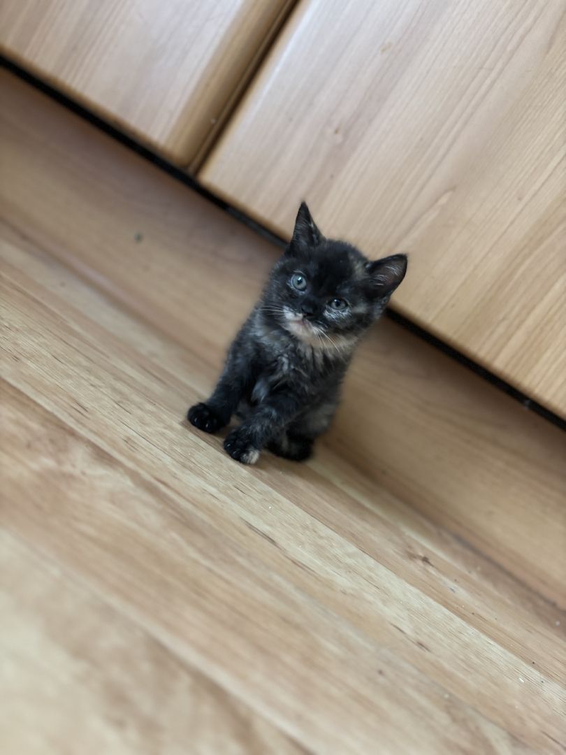 BKH-Mix Weibchen BKH-Mix Weibchen