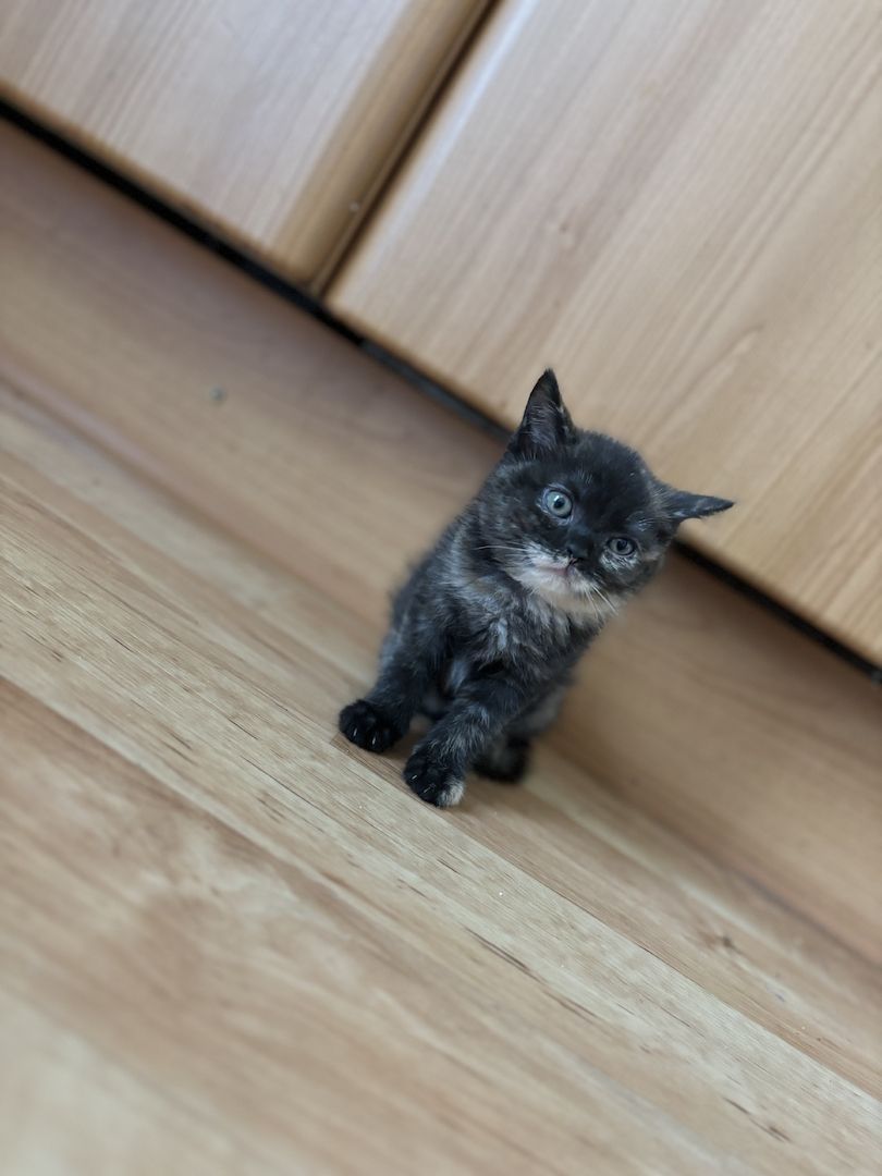 BKH-Mix Weibchen BKH-Mix Weibchen