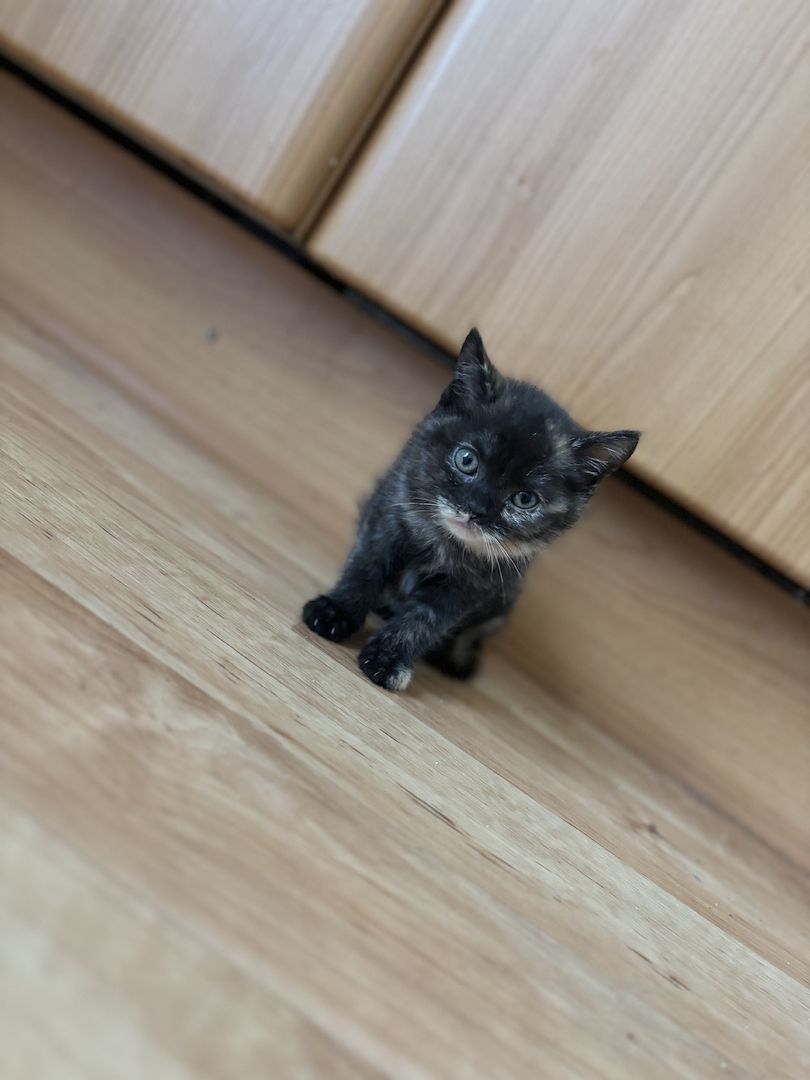 BKH-Mix Weibchen BKH-Mix Weibchen