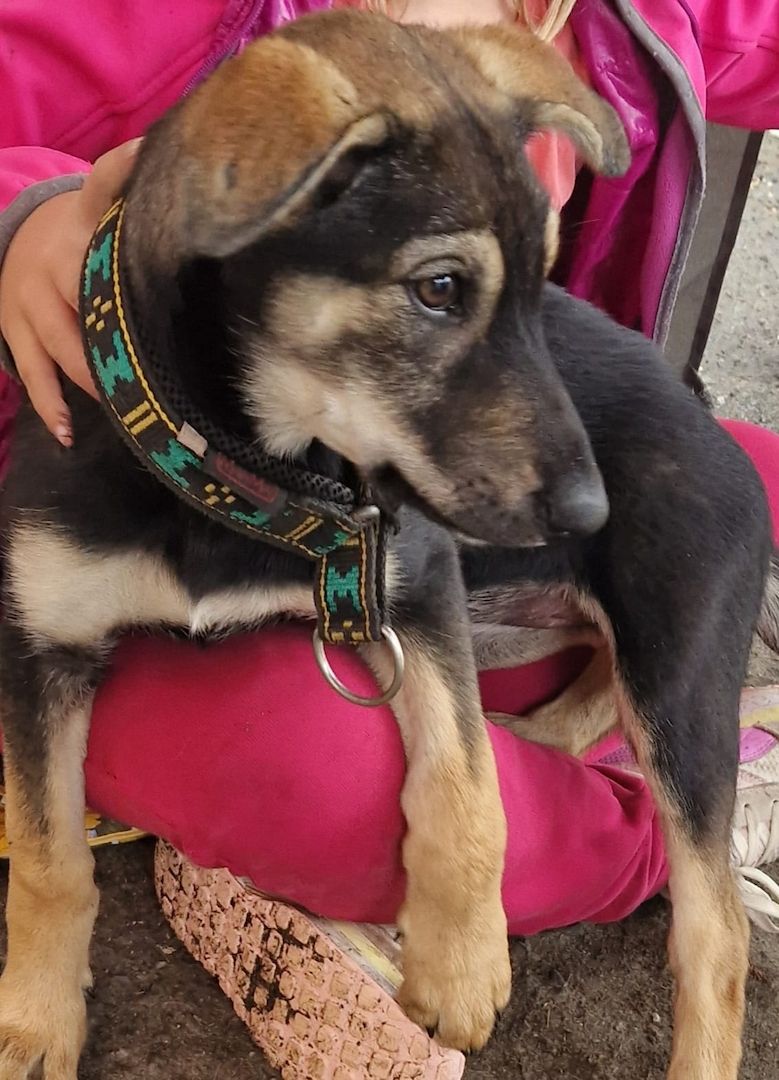 Welpen suchen noch ein zu Hause