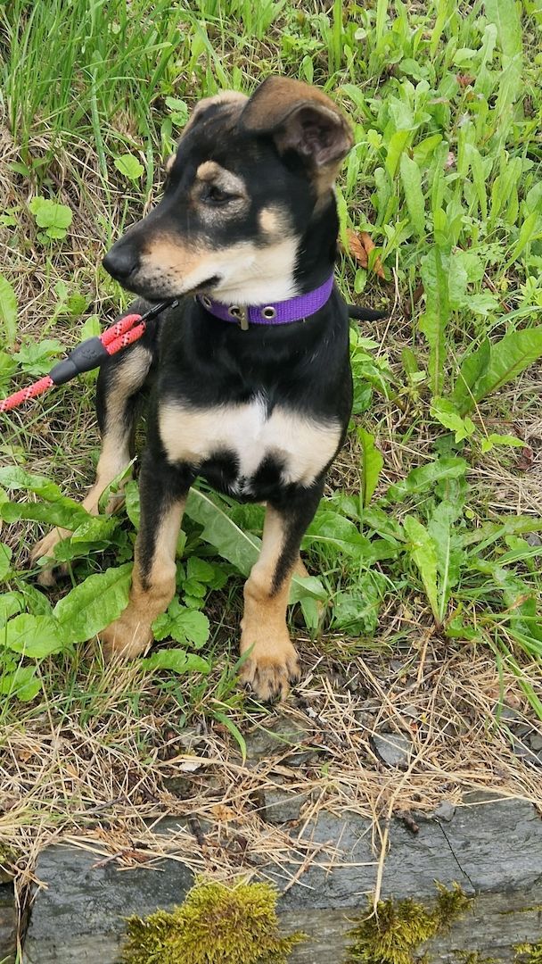 Welpen suchen noch ein zu Hause