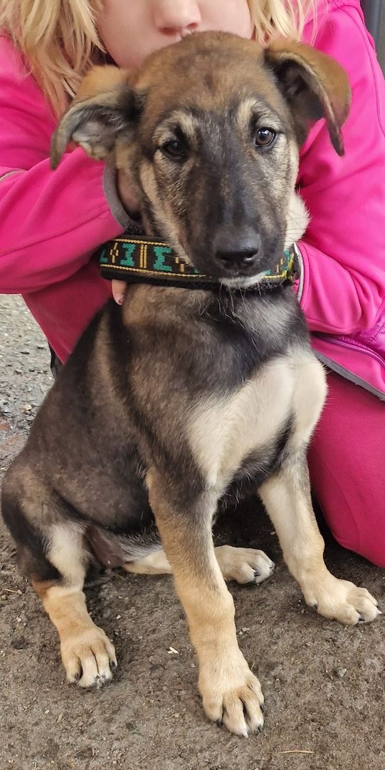 Welpen suchen noch ein zu Hause