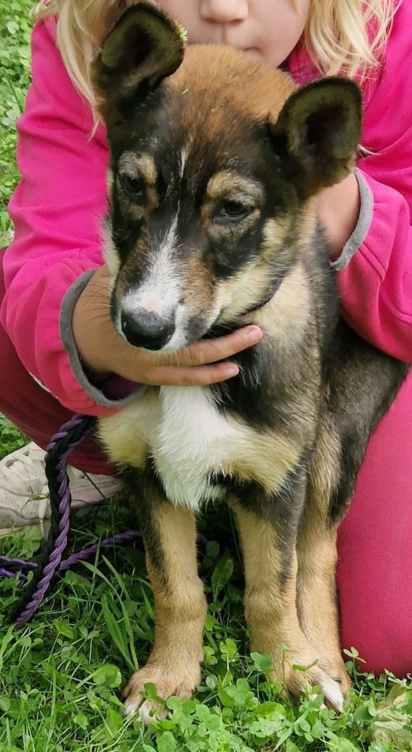 Welpen suchen noch ein zu Hause