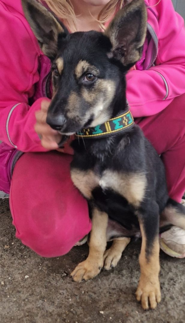 Welpen suchen noch ein zu Hause