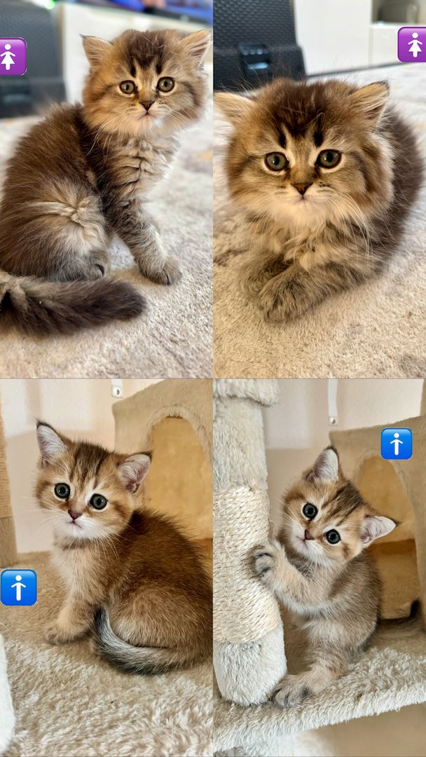 BKH Kitten Reinrassig BKH Kitten Reinrassig