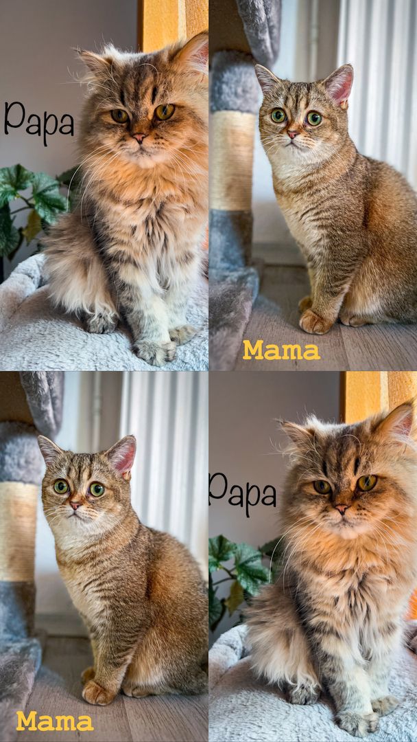 BKH Kitten Reinrassig BKH Kitten Reinrassig