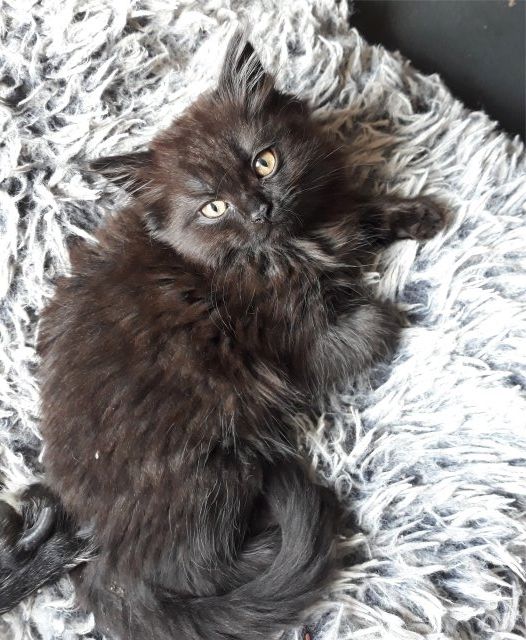 Drei süße Kätzchen/Kater (geb.am 15.03.2024) suchen ab sofort ein neues liebevolles Zuhause Drei süße Kätzchen/Kater (geb.am 15.03.2024) suchen ab sofort ein neues liebevolles Zuhause