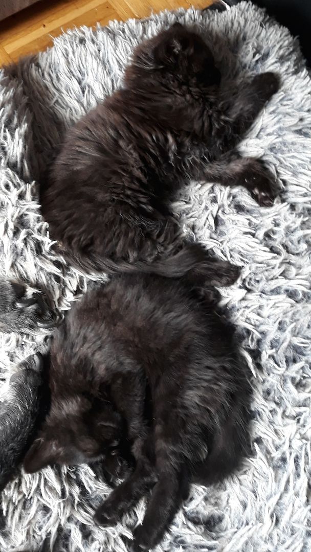 Drei süße Kätzchen/Kater (geb.am 15.03.2024) suchen ab sofort ein neues liebevolles Zuhause Drei süße Kätzchen/Kater (geb.am 15.03.2024) suchen ab sofort ein neues liebevolles Zuhause