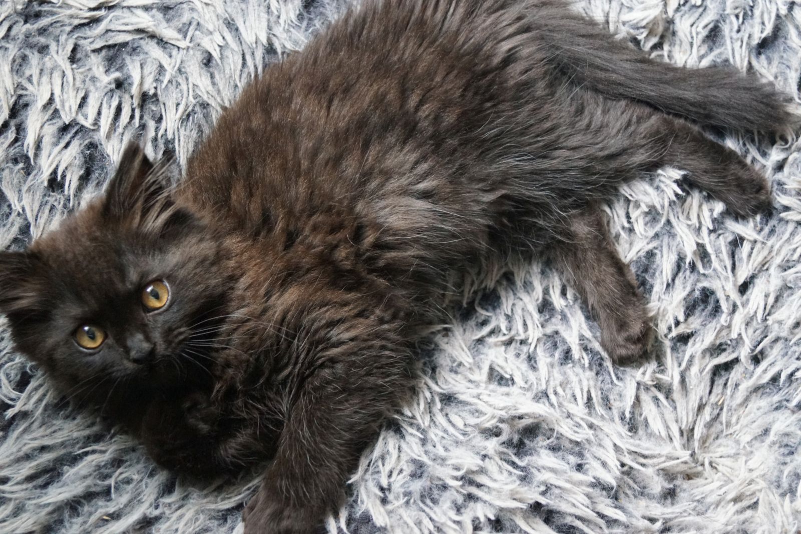 Drei süße Kätzchen/Kater (geb.am 15.03.2024) suchen ab sofort ein neues liebevolles Zuhause Drei süße Kätzchen/Kater (geb.am 15.03.2024) suchen ab sofort ein neues liebevolles Zuhause