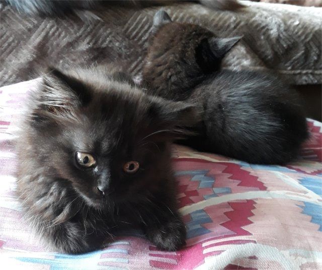 Drei süße Kätzchen/Kater (geb.am 15.03.2024) suchen ab sofort ein neues liebevolles Zuhause Drei süße Kätzchen/Kater (geb.am 15.03.2024) suchen ab sofort ein neues liebevolles Zuhause