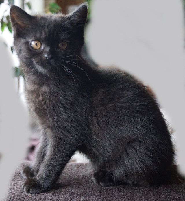 Drei süße Kätzchen/Kater (geb.am 15.03.2024) suchen ab sofort ein neues liebevolles Zuhause Drei süße Kätzchen/Kater (geb.am 15.03.2024) suchen ab sofort ein neues liebevolles Zuhause