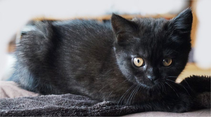 Drei süße Kätzchen/Kater (geb.am 15.03.2024) suchen ab sofort ein neues liebevolles Zuhause Drei süße Kätzchen/Kater (geb.am 15.03.2024) suchen ab sofort ein neues liebevolles Zuhause