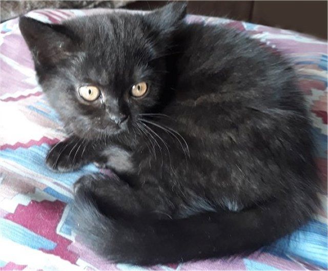 Drei süße Kätzchen/Kater (geb.am 15.03.2024) suchen ab sofort ein neues liebevolles Zuhause Drei süße Kätzchen/Kater (geb.am 15.03.2024) suchen ab sofort ein neues liebevolles Zuhause