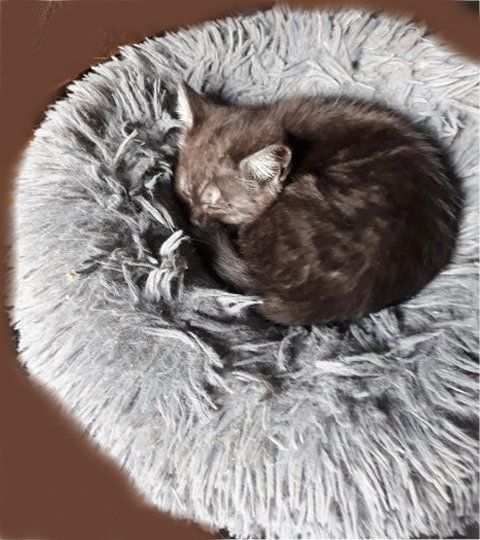 Drei süße Kätzchen/Kater (geb.am 15.03.2024) suchen ab sofort ein neues liebevolles Zuhause Drei süße Kätzchen/Kater (geb.am 15.03.2024) suchen ab sofort ein neues liebevolles Zuhause