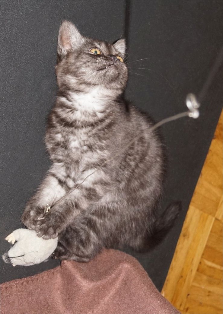 Drei süße Kätzchen/Kater (geb.am 15.03.2024) suchen ab sofort ein neues liebevolles Zuhause Drei süße Kätzchen/Kater (geb.am 15.03.2024) suchen ab sofort ein neues liebevolles Zuhause