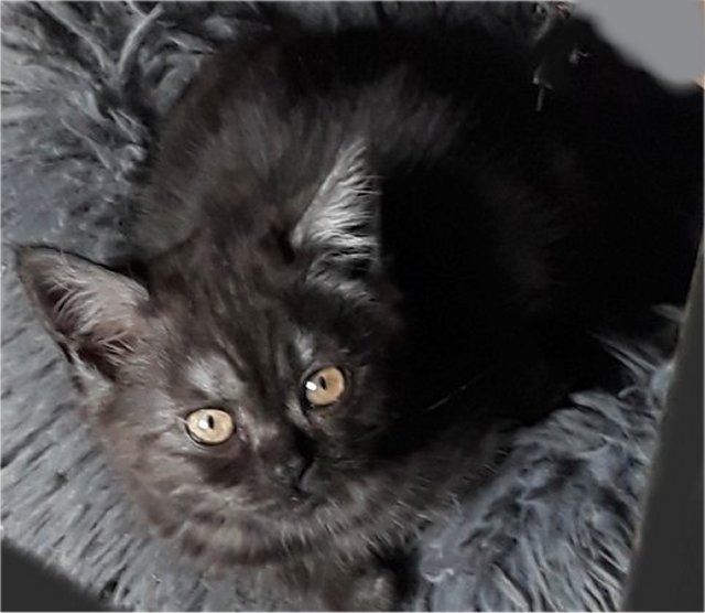 Drei süße Kätzchen/Kater (geb.am 15.03.2024) suchen ab sofort ein neues liebevolles Zuhause Drei süße Kätzchen/Kater (geb.am 15.03.2024) suchen ab sofort ein neues liebevolles Zuhause