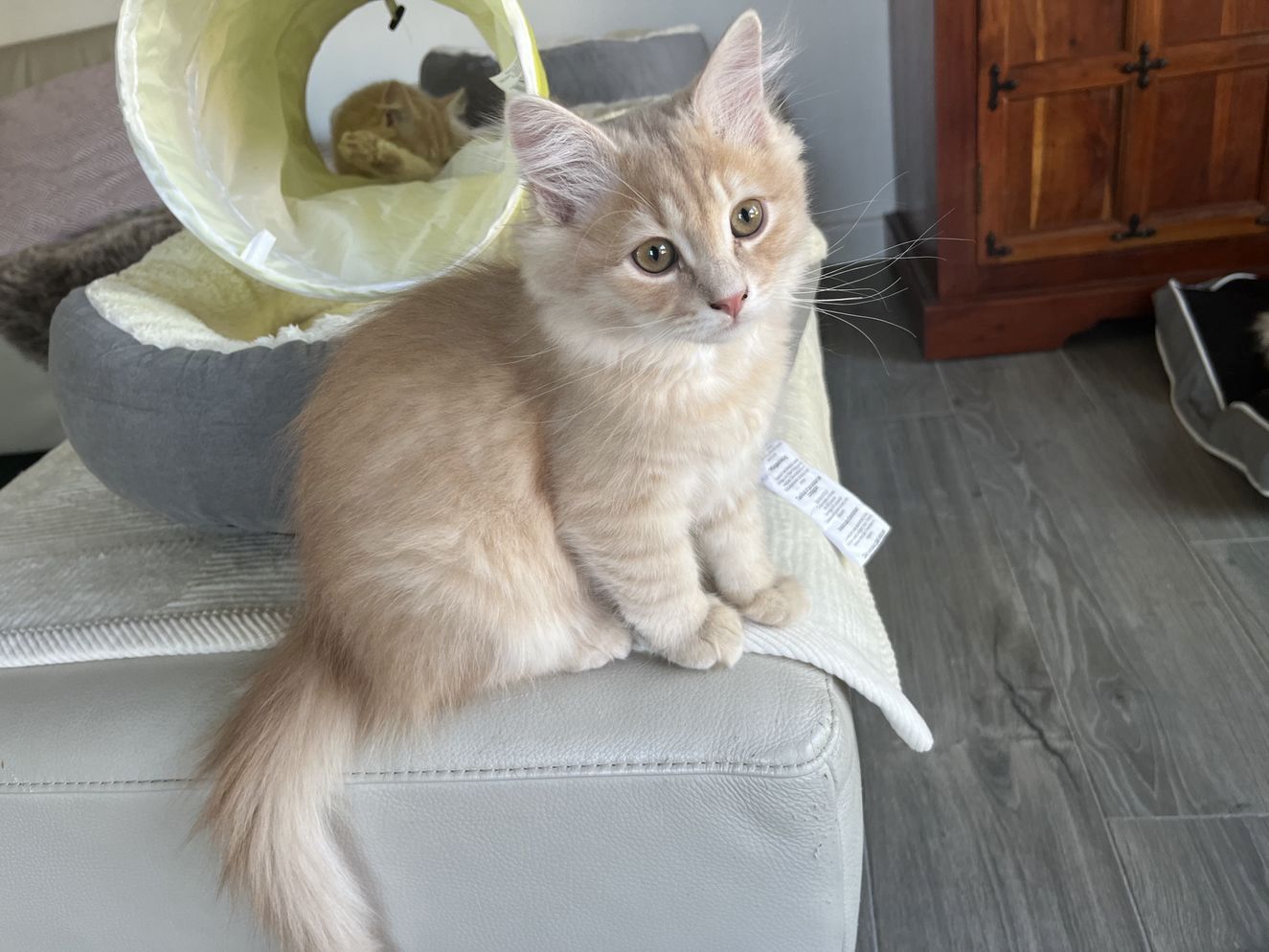 Sibirische Katze / Kater mit Stammbaum / Hobbyzucht / Fynn oder Fabio / Farbe creme Sibirische Katze / Kater mit Stammbaum / Hobbyzucht / Fynn oder Fabio / Farbe creme