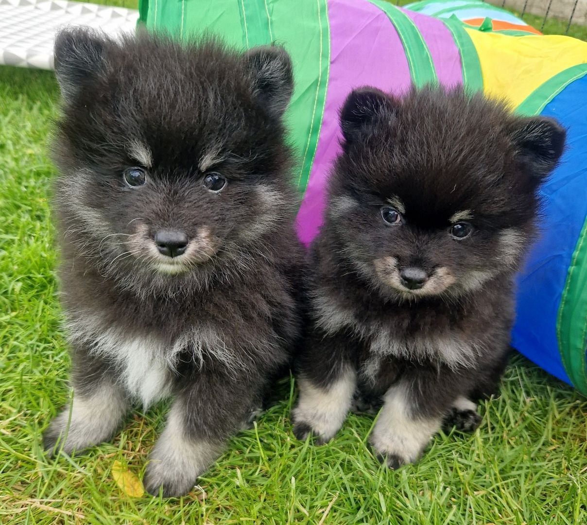 Pomeranian Pomsky F2b Welpen mit Ahnentafel