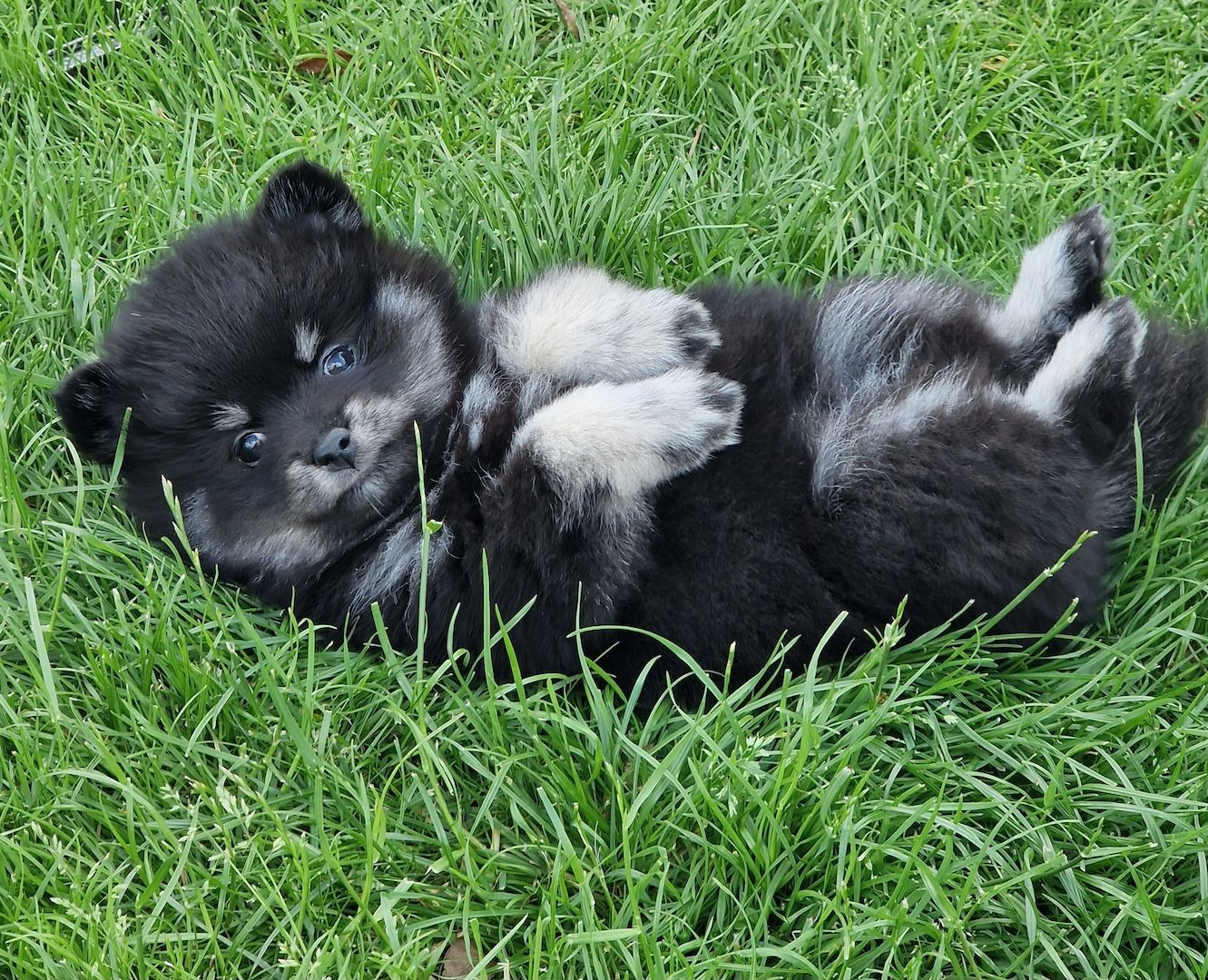 Pomeranian Pomsky F2b Welpen mit Ahnentafel