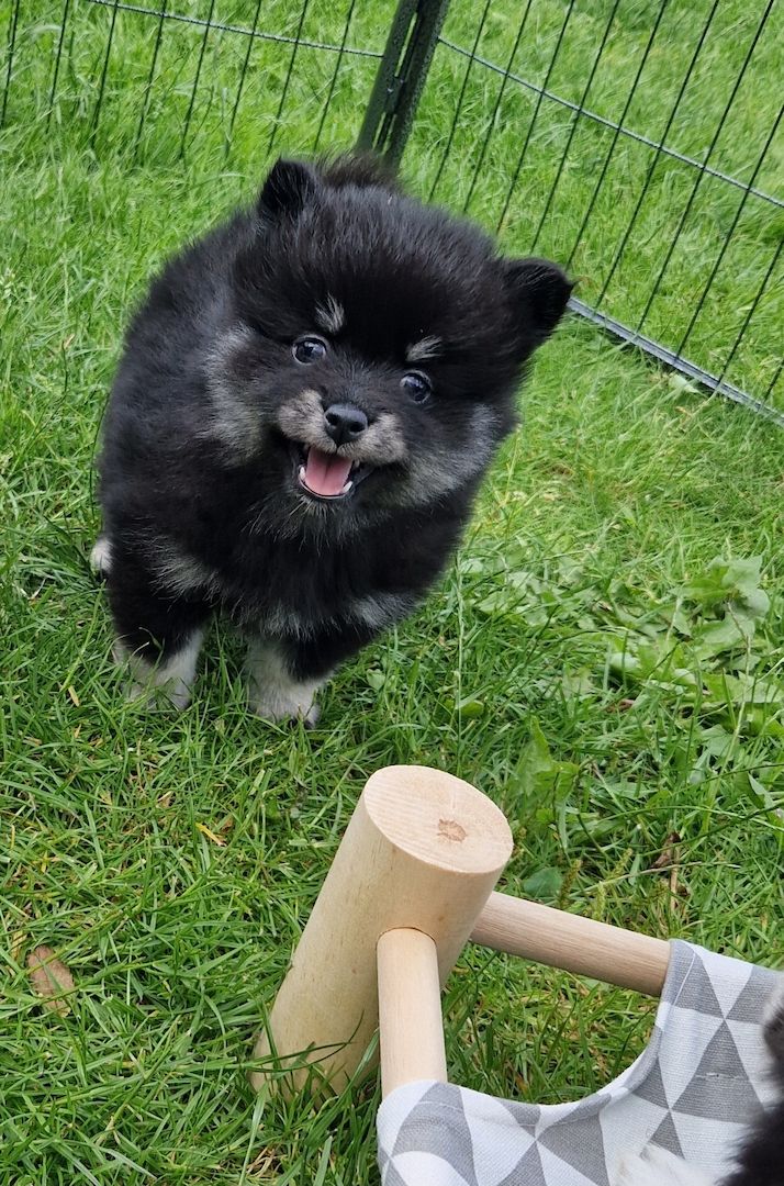 Pomeranian Pomsky F2b Welpen mit Ahnentafel