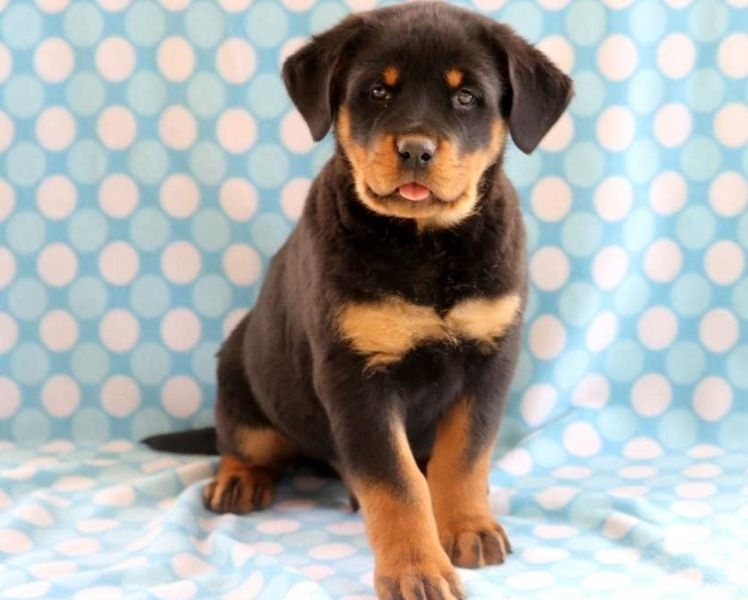 Gesunde Rottweiler-Welpen Gesunde Rottweiler-Welpen