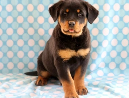 Gesunde Rottweiler-Welpen