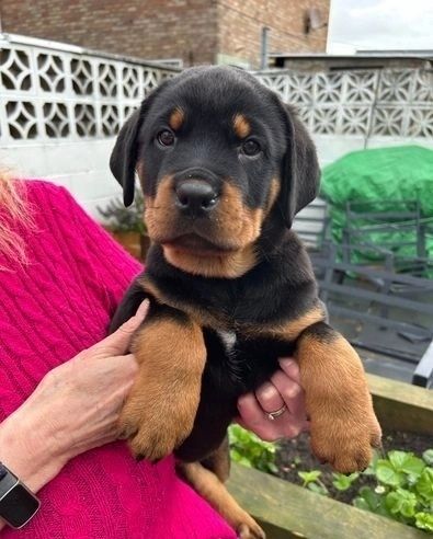 Gesunde Rottweiler-Welpen Gesunde Rottweiler-Welpen