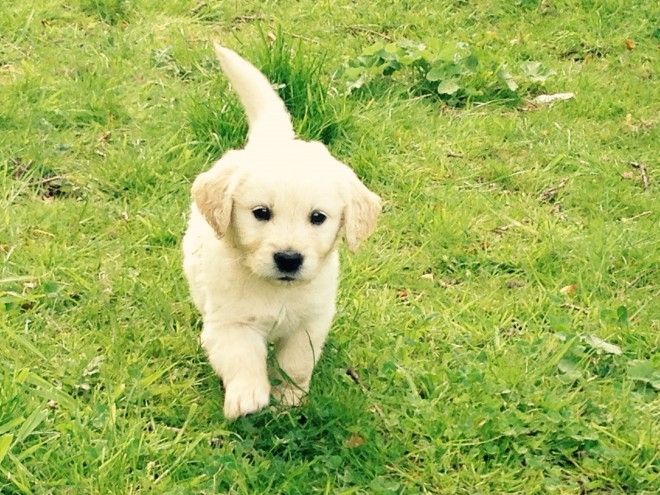 Wunderschöne Golden Retriever-Welpen