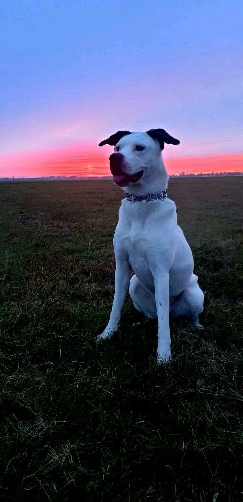 Dogo argentino akita Inu Mix