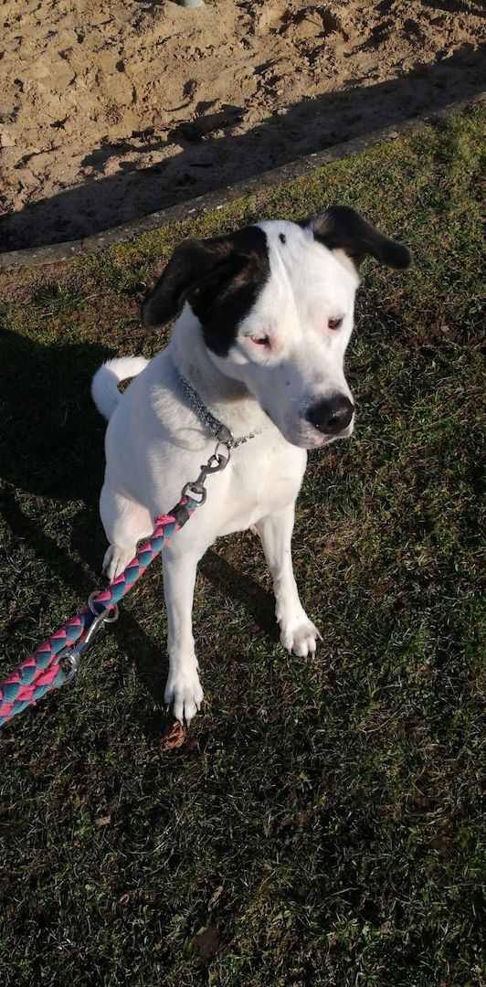 Dogo argentino akita Inu Mix
