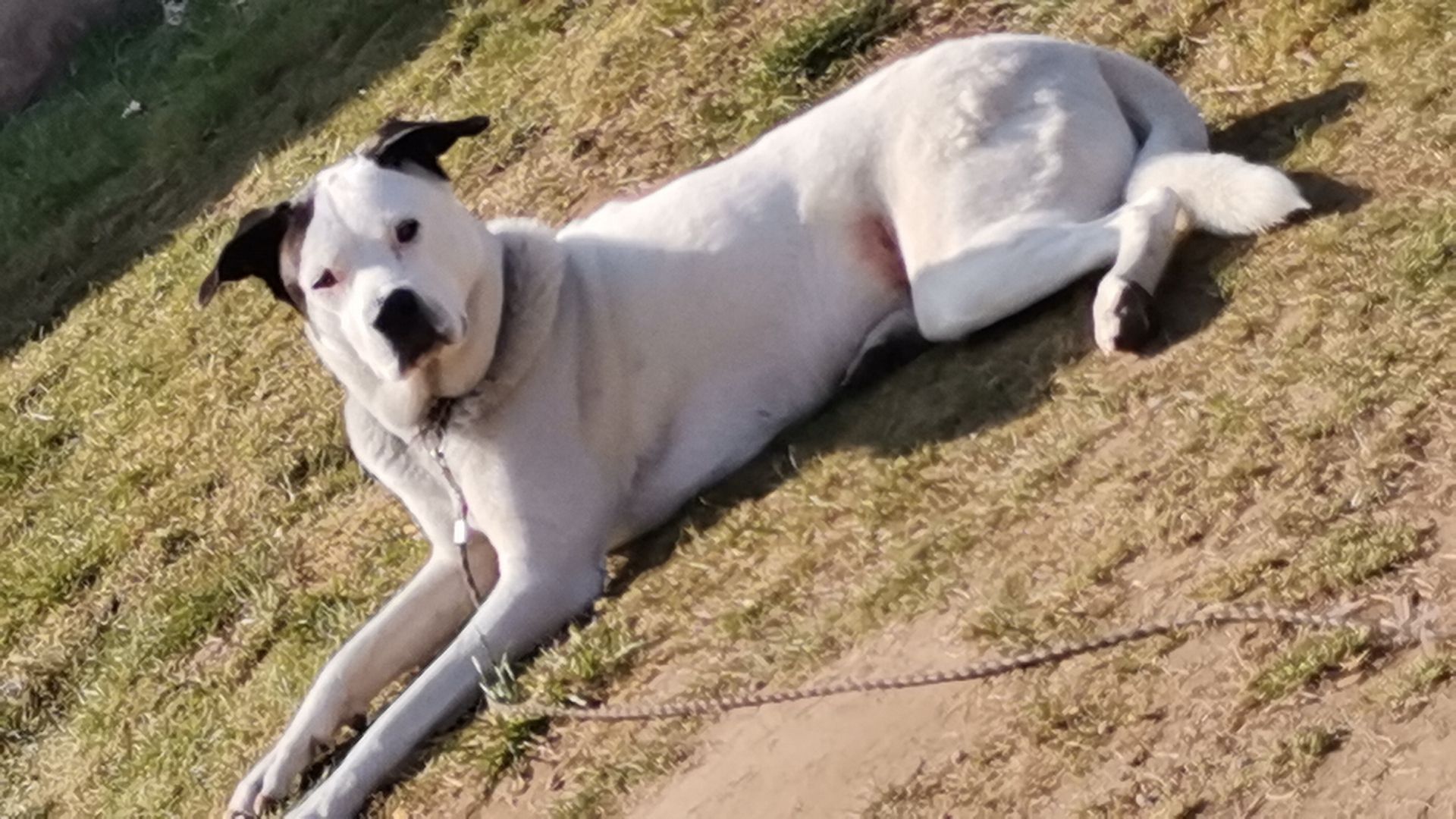 Dogo argentino akita Inu Mix
