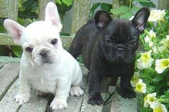 Our beautiful French bulldog puppies