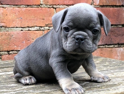 Schöne Französische Bulldoggenwelpen zu verkaufen